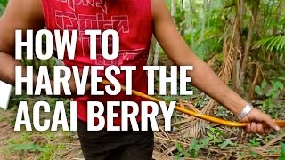 How To Harvest The Acai Berry [upl. by Vita]