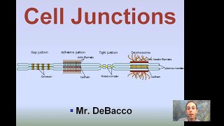 Cell Junctions [upl. by Noeruat]