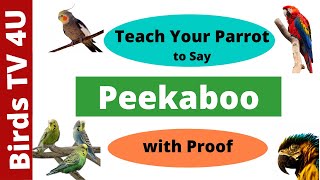 Teach Your Parrot to Say Peekaboo  Train Your Parrot to Talk  Talking Parrot parakeet parrot [upl. by Gnurt]