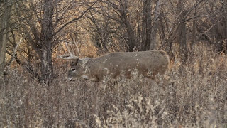 Decoying Tips for Whitetails [upl. by Arutnev]