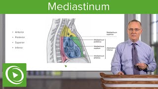 Mediastinum Lungs mediastinum and cardiac valves – Anatomy  Lecturio [upl. by Otokam]