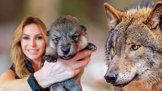 SUPER WOLFDOG PUPPIES  How to train  socialise them [upl. by Argent]