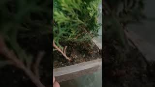 How to grow thuja plant cuttingHow grow morpankhi cutting [upl. by Alyda]