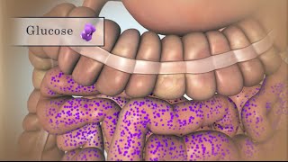 Treating Low Blood Sugar  Hypoglycemia  Nucleus Health [upl. by Ettenoj]