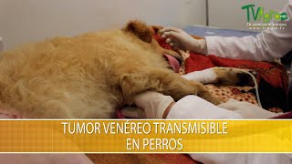 Tumor Venereo Transmitible en Perros  TvAgro por Juan Gonzalo Angel Restrepo [upl. by Schnurr]