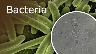 Bacteria Under a Microscope 1000x  2500x [upl. by Tai852]