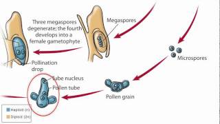 Conifer Life Cycle [upl. by Vaughn]