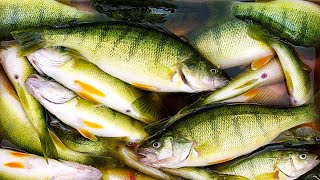 How To Catch amp Cook Yellow Perch  Lake Michigan  Field Trips Wisconsin [upl. by Dom]