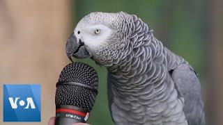 Talking Parrot  VOANews [upl. by Attiuqahs]