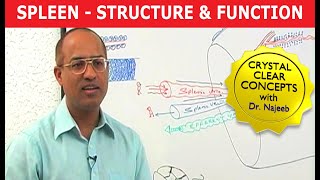 Spleen  Structure amp Function [upl. by Ostraw621]