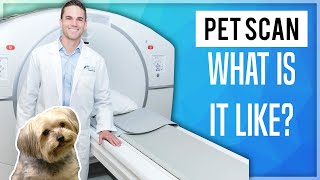 PET Scan What Is It Like [upl. by Nonnelg210]