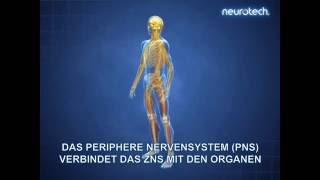 Grundlagen 1 Das Nervensystem ZNS PNS neurotech [upl. by Nnagem]