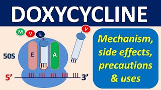 Doxycycline  Mechanism precautions side effects amp uses [upl. by O'Donoghue]