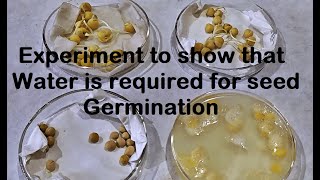 Water is required for Germination Experiment [upl. by Nareik]