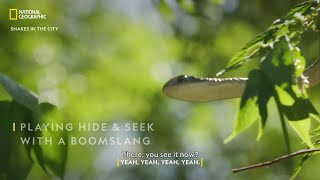 Hide and Seek with a Boomslang  Snakes In The City  National Geographic [upl. by Lemrahc]