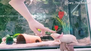 Axolotl likes being pet [upl. by Enaz599]