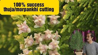 100 success thujamorpankhi plant cutting [upl. by Eelsnia]