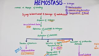 Hemostasis  Easy Flowchart  Physiology [upl. by Sotos865]