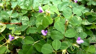 Medicinal Plant  Desmodium triflorum Linn  Creeping Tick Trefoil  നിലംപരണ്ട [upl. by Rutherford]