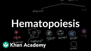 Hematopoiesis  Hematologic System Diseases  NCLEXRN  Khan Academy [upl. by Bergren]