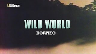 Wild World Borneo HD [upl. by Fabriane]