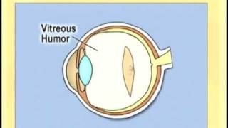 2Minute Neuroscience The Retina [upl. by Odanref]