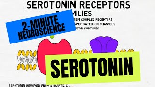 2Minute Neuroscience Serotonin [upl. by Fitalludba]