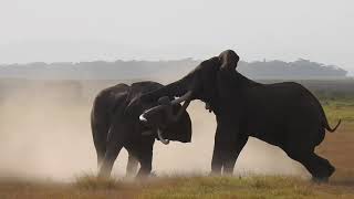 Two elephants fighting in Amboseli National Park Kenya  Part 1 [upl. by Rains]