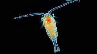 Facts Copepods [upl. by Tavey]