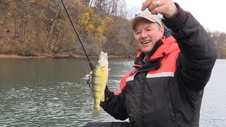 How to Catch Perch  Perch Tips using Live Minnows [upl. by Ramraj316]