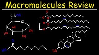 Macromolecules Review [upl. by Enaerb]