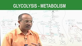 Glycolysis  Metabolism  Dr Najeeb [upl. by Doownil764]