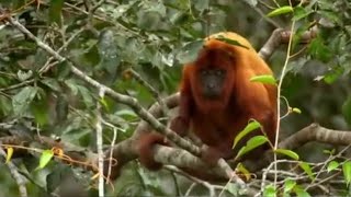 Red Howler Monkeys  Expedition Guyana  BBC Earth [upl. by Idoc]