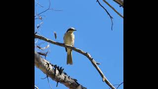 Singing Honeyeater Kalgoorlie Western Australia [upl. by Trelu273]