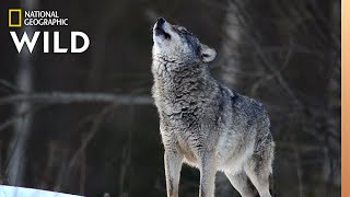 Wolves 101  Nat Geo Wild [upl. by Emina]