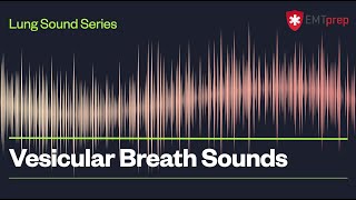 Heart Sounds Series  Normal Heart Sounds [upl. by Alaekim665]