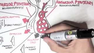 Endocrinology  Overview [upl. by Neirbo]