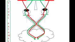 Visual Evoked Potentials 101 [upl. by Fortier858]