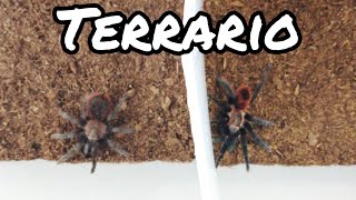 Como hacer Terrario para Tarantulas  Terrarios  Mascotas [upl. by Lashond617]