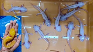 Axolotl Walking Fish at Karnataka Aquarium [upl. by Steffin]