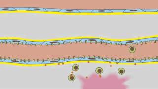 3 7 Leukocyte Rolling [upl. by Eissat]