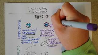 White Blood Cells  Granulocytes amp Lymphocytes  Part 1 [upl. by Chadabe]