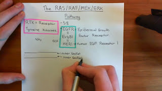 The RAS  RAF  MEK  ERK Pathway Part 1 [upl. by Tor]