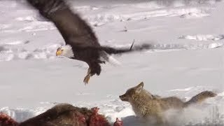 Coyote vs Bald Eagles  Yellowstone  BBC Earth [upl. by Ariamat]