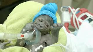 Baby Gorilla Born By Rare CSection at San Diego Zoo Safari Park [upl. by Renee284]