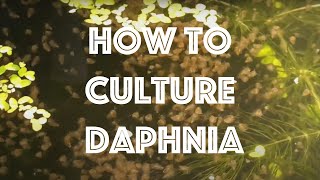 How To Culture Daphnia Magna [upl. by Awhsoj]