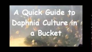 How to culture daphnia outside [upl. by Siloum]