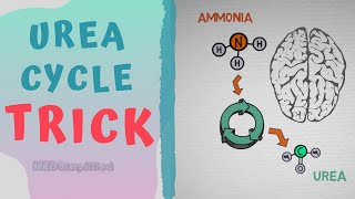 Urea cycle TRICK to MEMORIZE  HOW TO REMEMBER UREA CYCLE FOREVER [upl. by Mharg303]