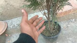 How to grow thuaja morpankh care and tips [upl. by Richey]