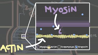 Crossbridge cycle  Skeletal muscle contraction [upl. by Nimrac]